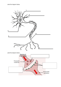 Label the neuron handout