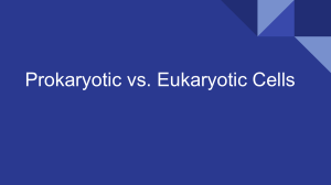 Prokaryotic vs. Eukaryotic Cells (2)