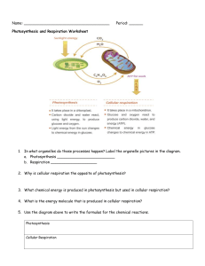 Photosynthesis and Respiration Worksheet