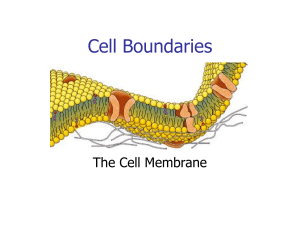 Notes  Cell Membrane  Diffusion