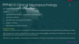 Functional neuroanatomy 2