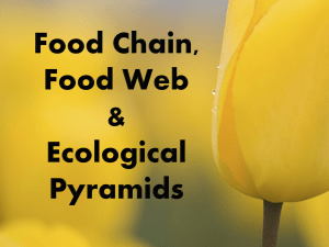 food chain food web and ecological cycle