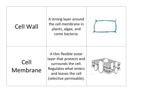 AP Bio Cell Organelle Cardsort