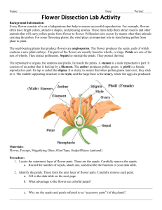Flower Dissection Lab (updated)