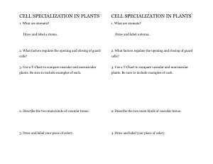 Cell Specialization in plants