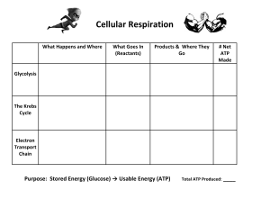 cell respiration graphic organizer