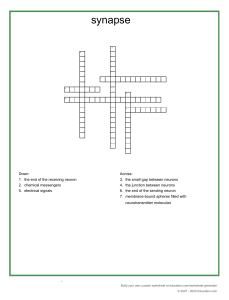 synapse crossword puzzle