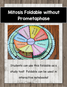mitosis foldable