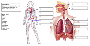 Circulatory and Respiratory System Labeling