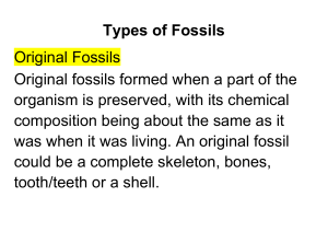 3. Types of Fossils