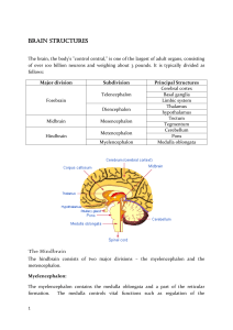 Handouts Brain Structures