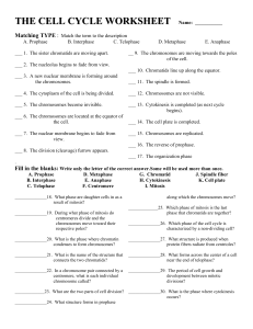 Cell Cycle Worksheet