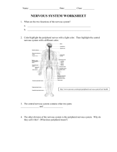 Nervous System Worksheet (1)