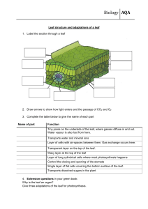 Leaft-structure-adaptations-worksheet-F