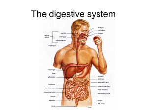PPT_Review of Digestion