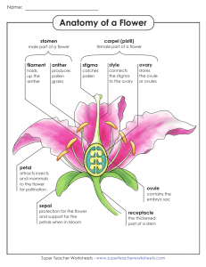 flower-anatomy ANZBH