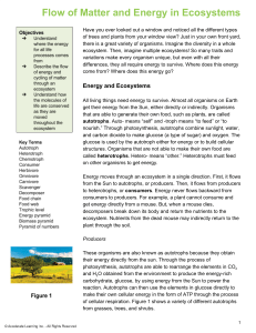 StemScopedia--Energy Flow in Ecoystems
