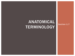 anatomical terminologia