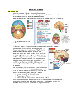 Brainstem anatomy