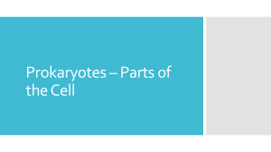 Prokaryotes – Parts of the Cell