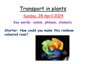 Transport-in-plants
