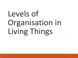 Levels of organisation in living things