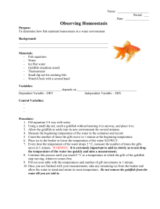 Goldfish Lab Simple