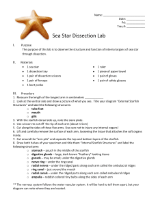 starfish dissection guide