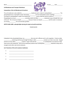 Cell Membrane and Transport Worksheet