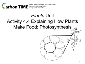 4.4 Explaining How Plants Make Food Photosynthesis