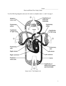 Heart and Blood Flow Study Guide