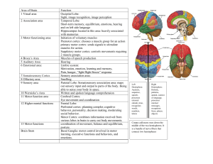 FUNCTIONS OF THE BRAIN INFO GRAPHIC TCH500 BRAIN RESEARCH