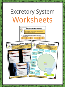 Sample-Excretory-System-Worksheets
