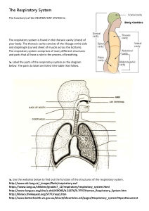 Respiratory System - Structure and Function