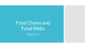 4.food chains and food webs