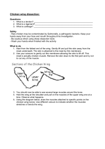 Chicken wing dissection instructions H