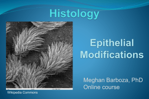 Barboza Histology Lecture 4-epithelial modifications