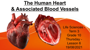 The human Heart
