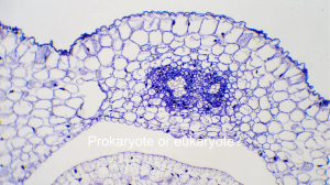 Prokaryotes and eukaryotes