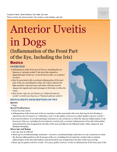 anterior_uveitis_in_dogs