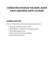 Conductive Syst Heart Blood Supply , Nerve Supply