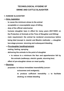 Technological hygiene of swine and cattle slaughte