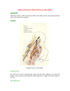 The Tibial Nerve - developinganaesthesia