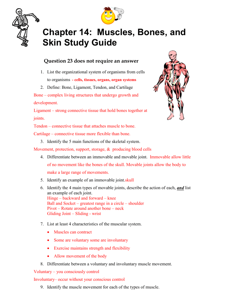 Muscles Bones Skin Study Guide Anatomy Physiology
