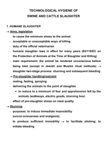 Technological hygiene of swine and cattle slaughter (1)