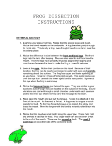 FROG DISSECTION INSTRUCTIONS EXTERNAL ANATOMY