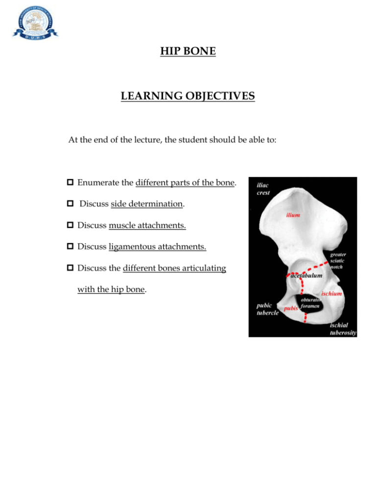 Different Names For Hip Bone