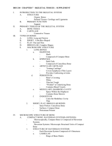 BIO 210 CHAPTER 7 SKELETAL TISSUES – SUPPLEMENT