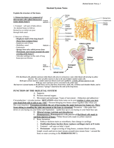 Health Science Skeletal System Notes