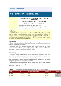 iatrogenic spinal cord infection in lambs due to enterotoxymia